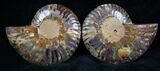 Cut Ammonite Pair - Purple Hues #7339-1